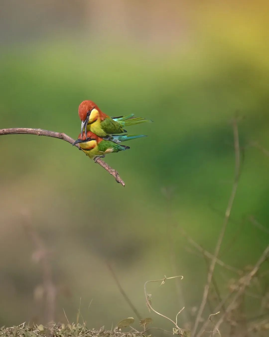 Merops philippinus▲