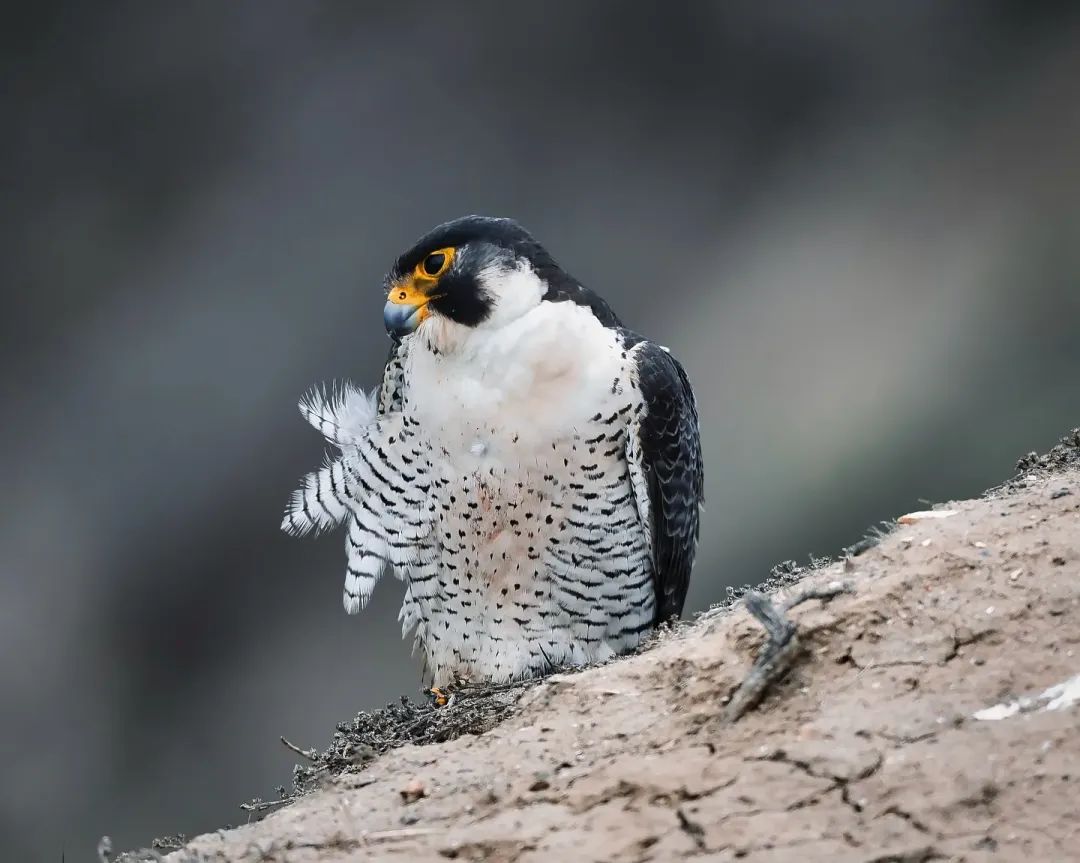 Peregrine falcon
