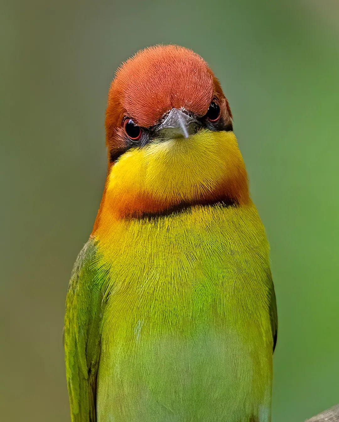 Merops philippinus
