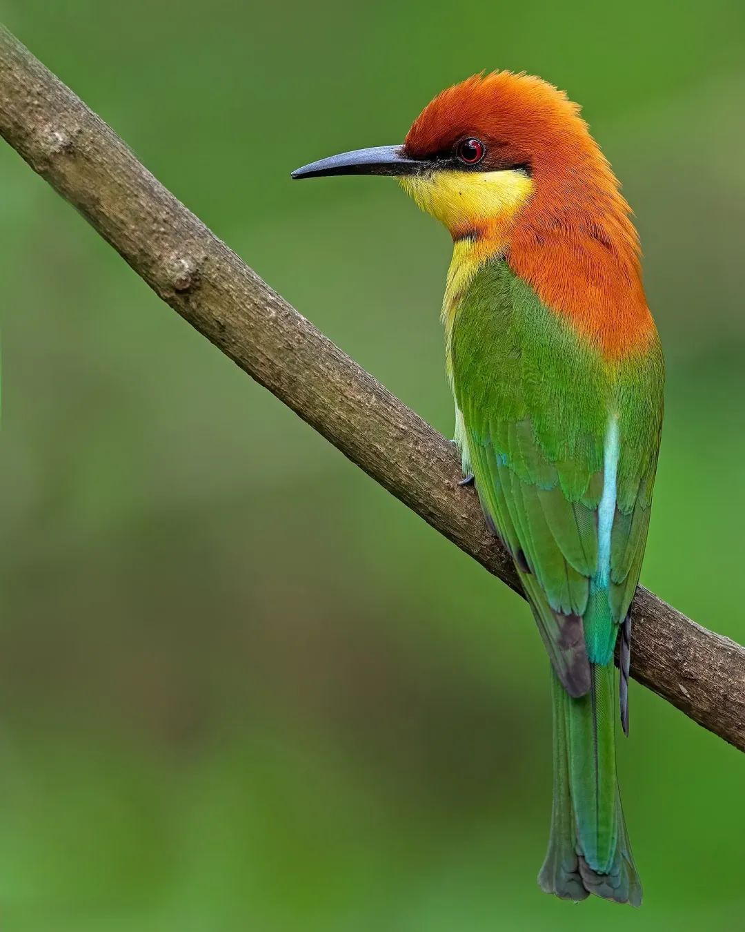 Merops philippinus
