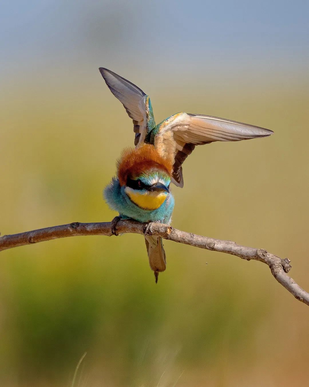 European bee-eater▲
