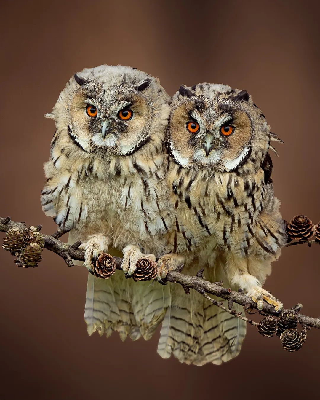 Long-eared owl