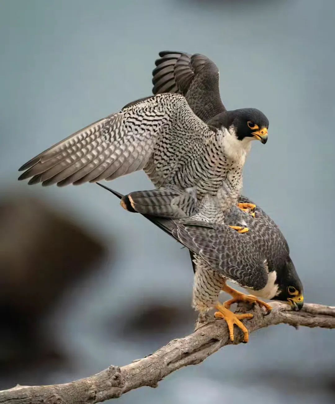 Peregrine falcon▲