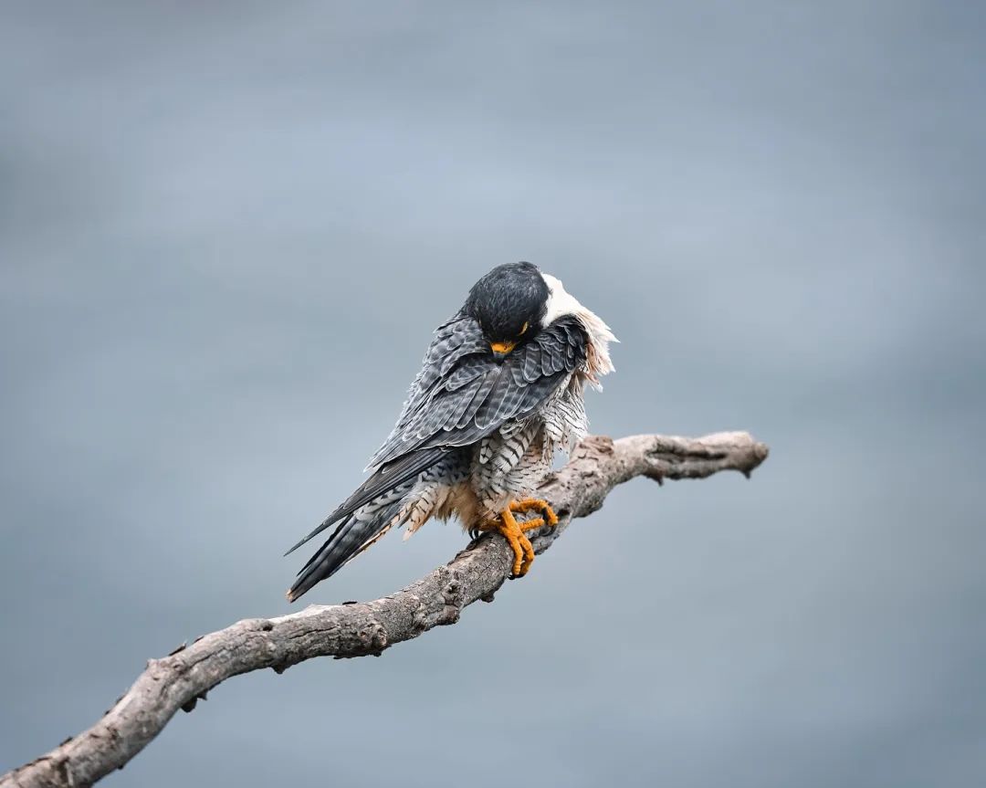 Peregrine falcon