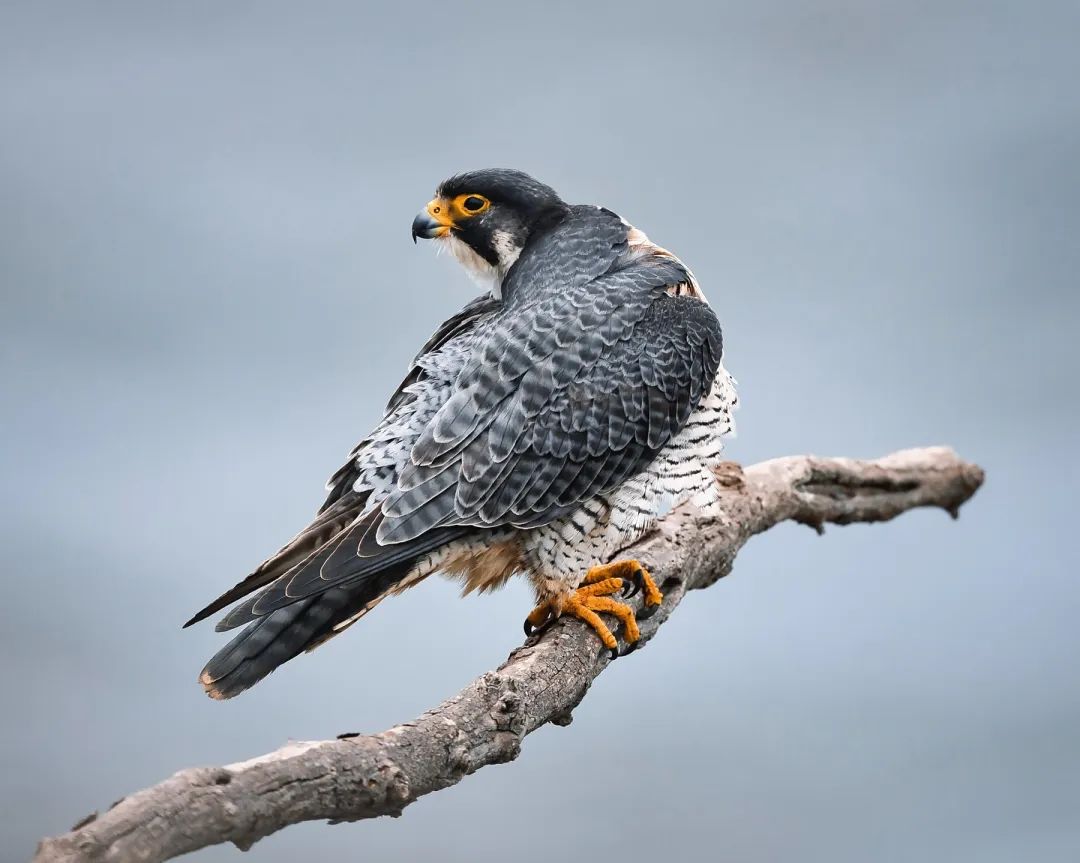 Peregrine falcon