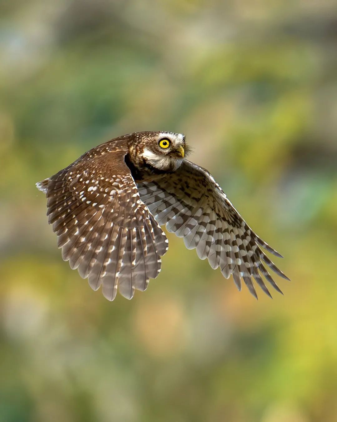 Spotted owlet▲