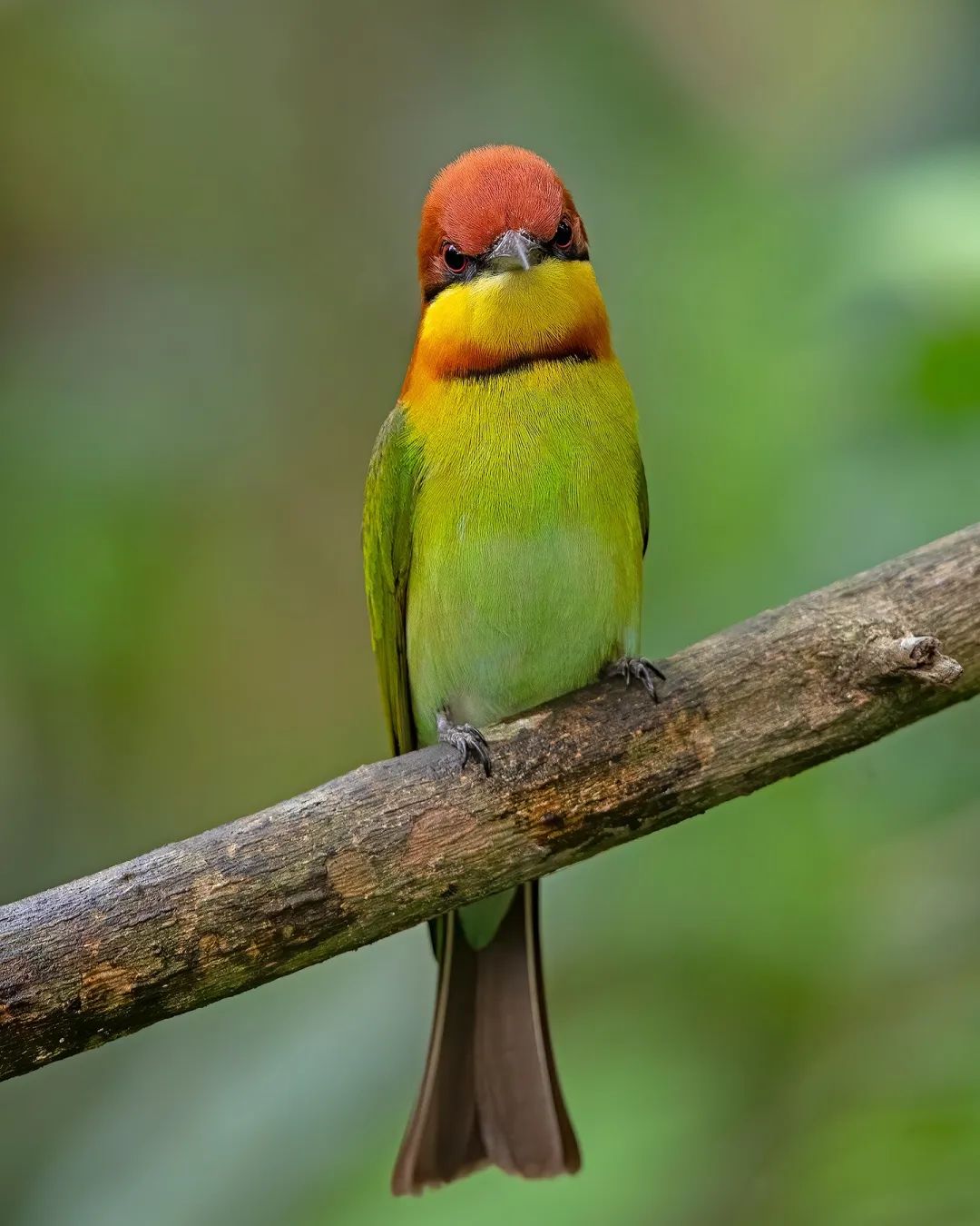 Merops philippinus