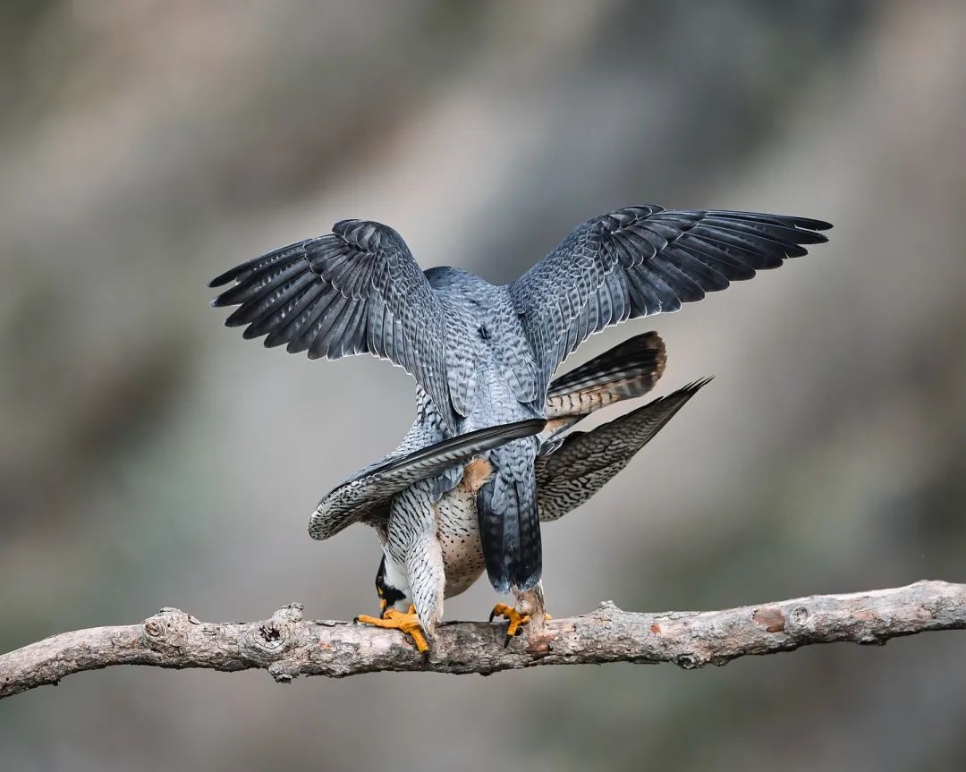 Peregrine falcon