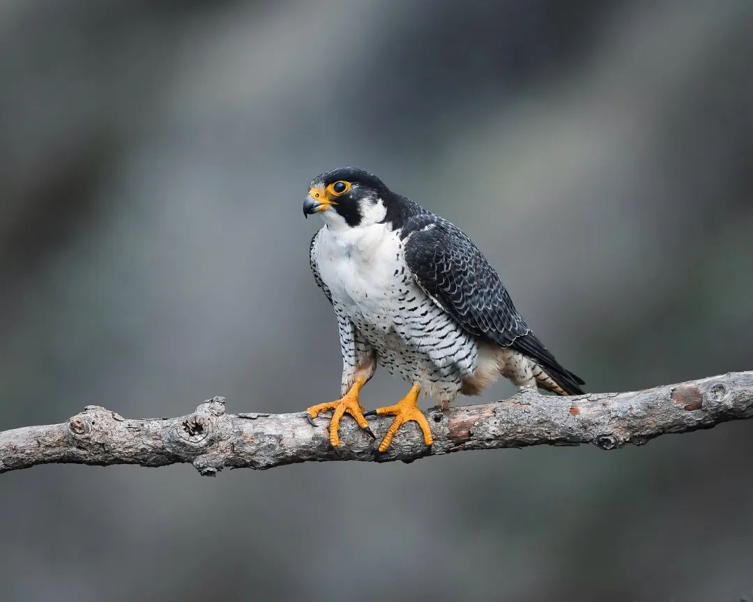 Peregrine falcon▲▼