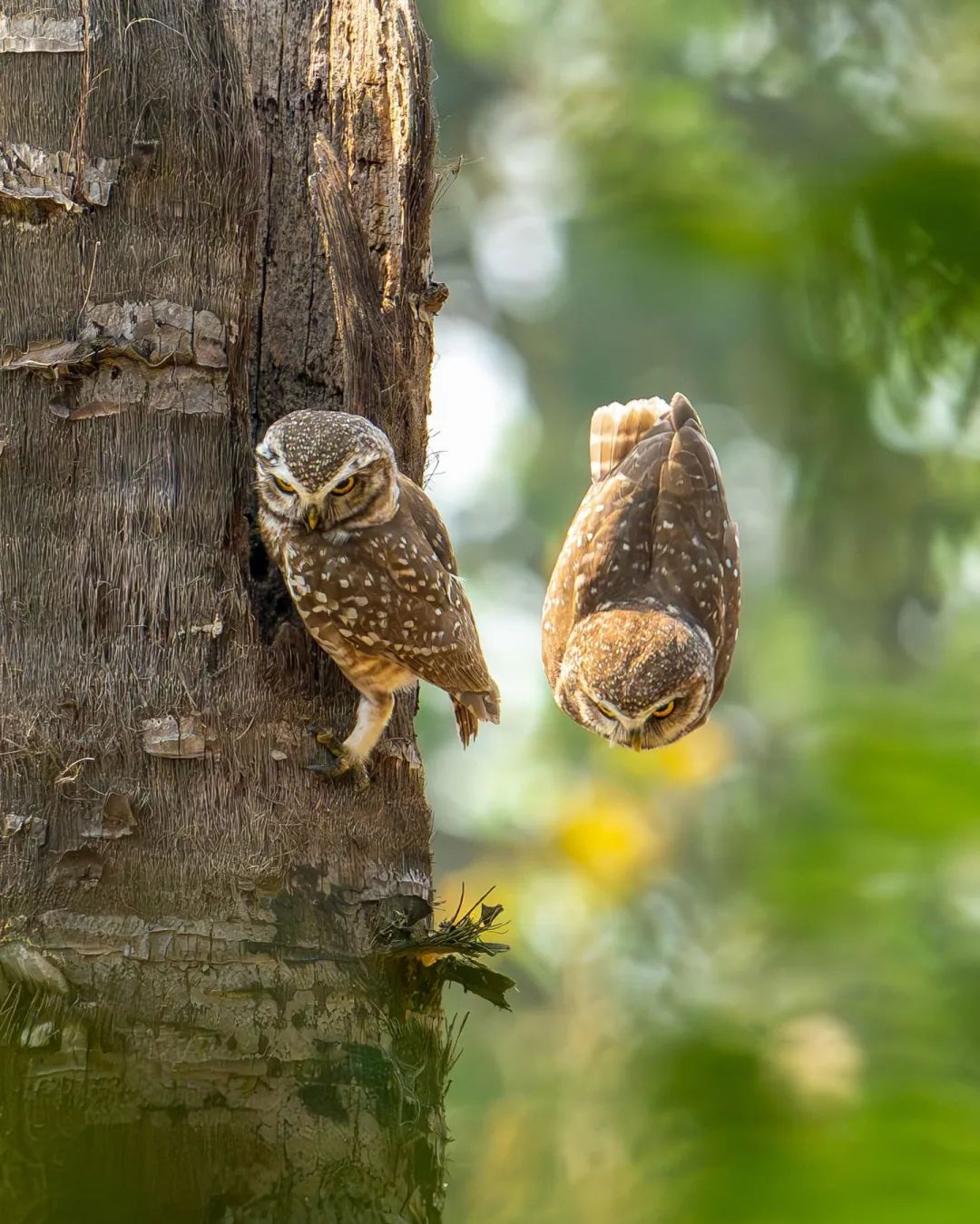 Spotted owlet