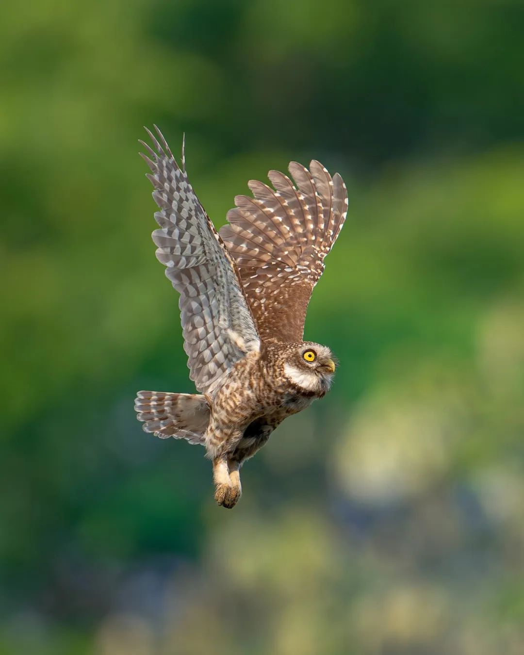Spotted owlet