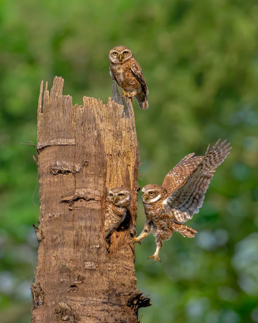 Spotted owlet