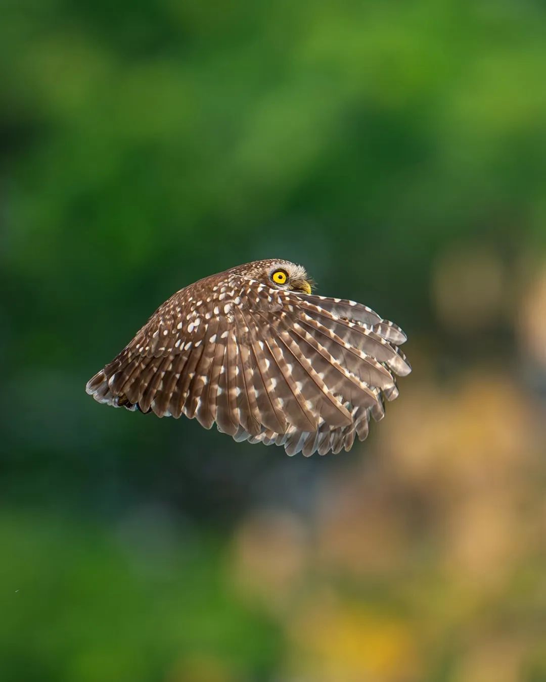 Spotted owlet
