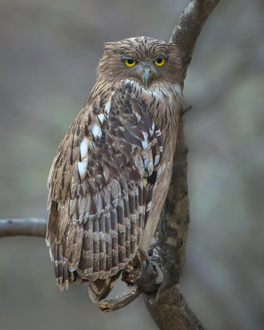 Ketupa zeylonensis