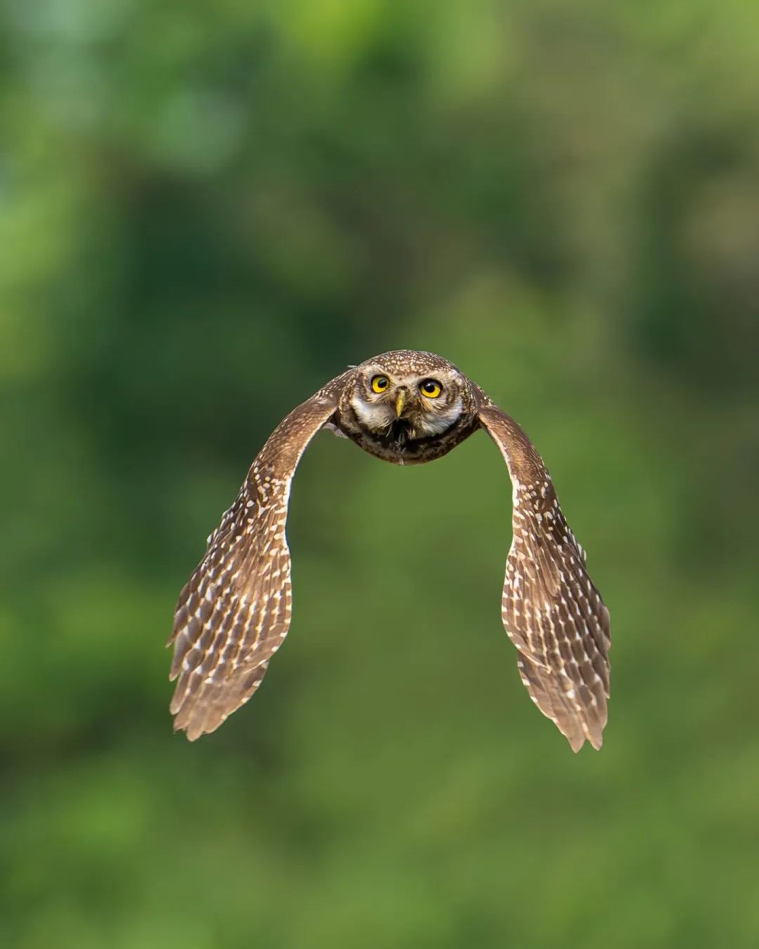 Spotted owlet▲▼
