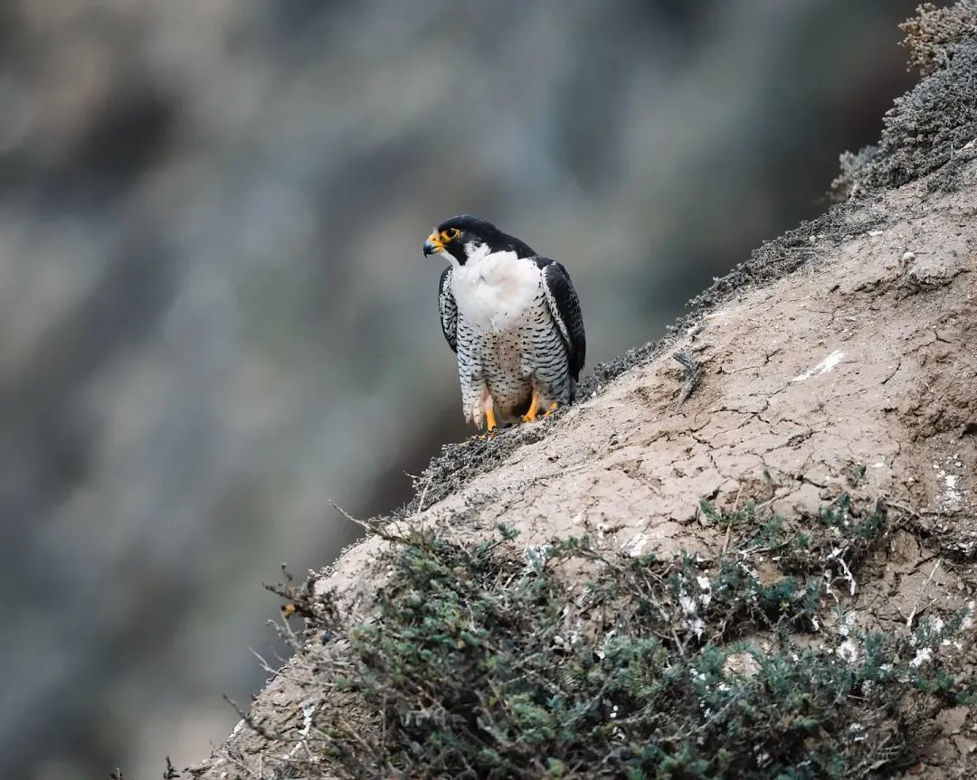 Peregrine falcon