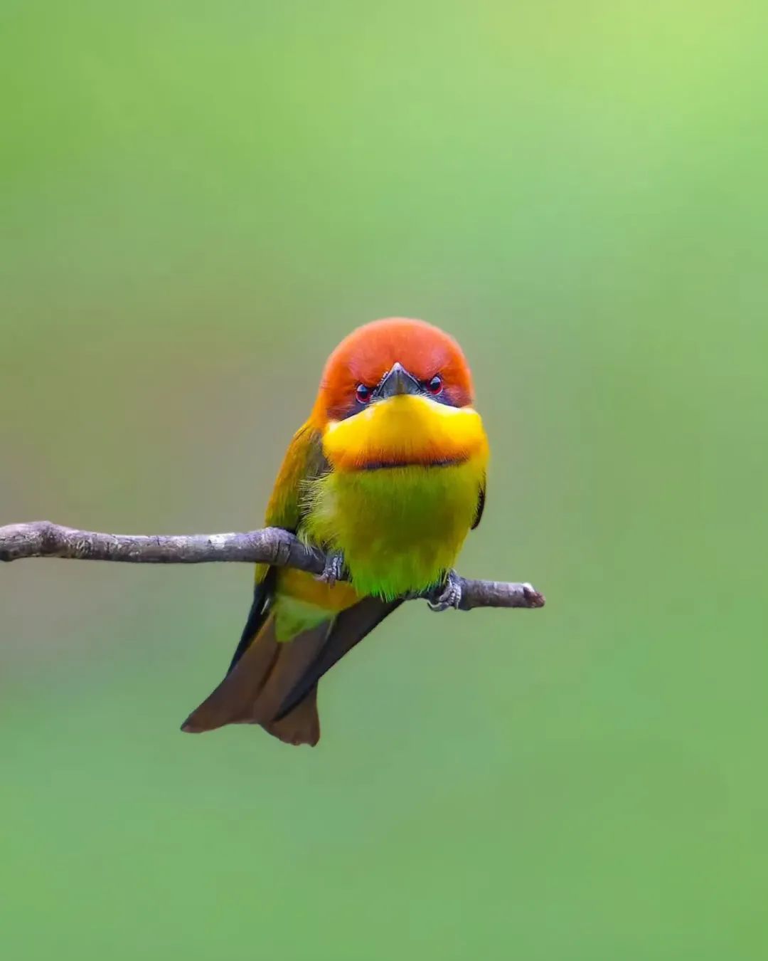 Merops philippinus▲▼