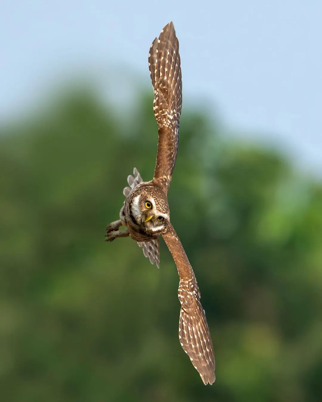 Spotted owlet