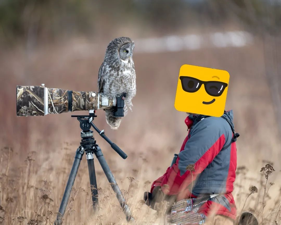 Some birds are not afraid of people
