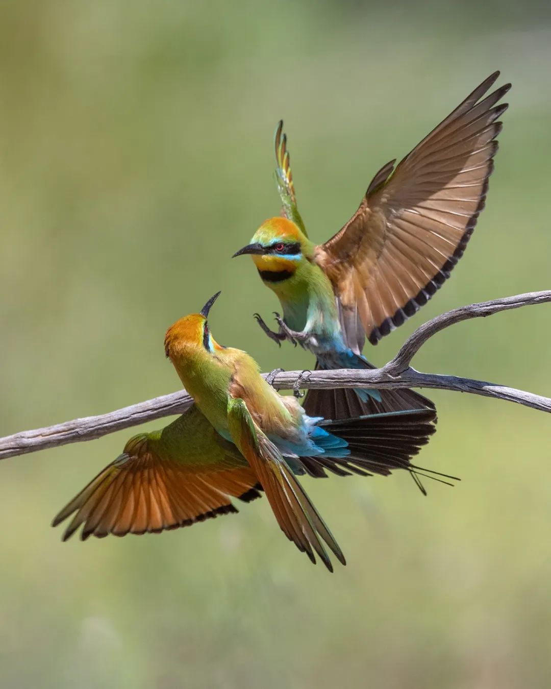 Some birds are still mating