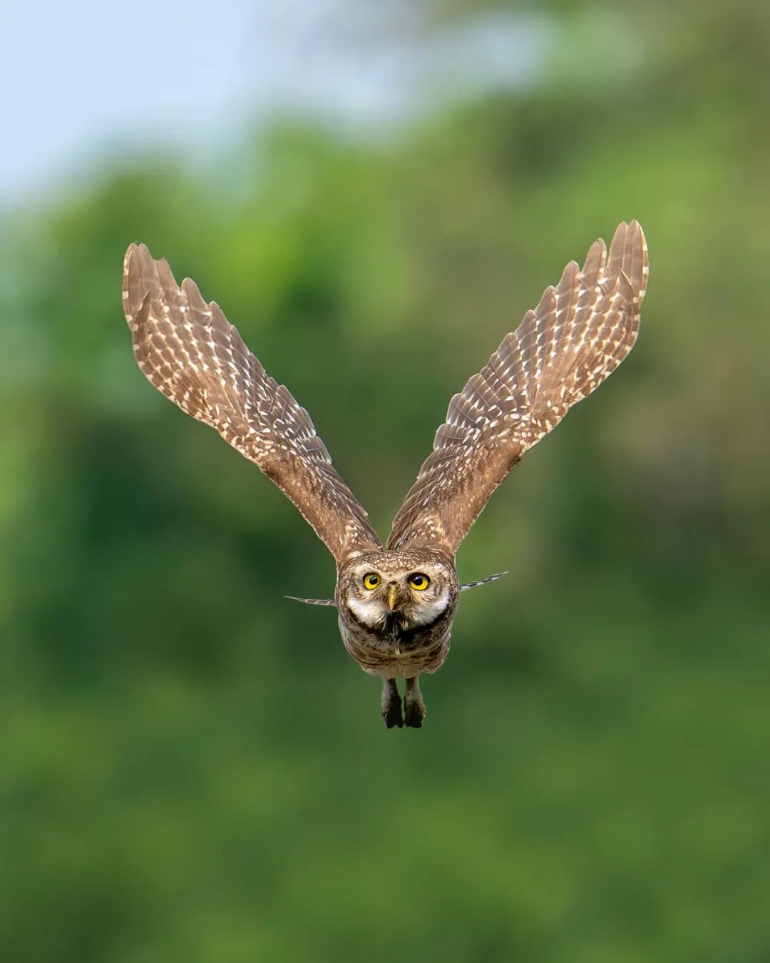 Spotted owlet