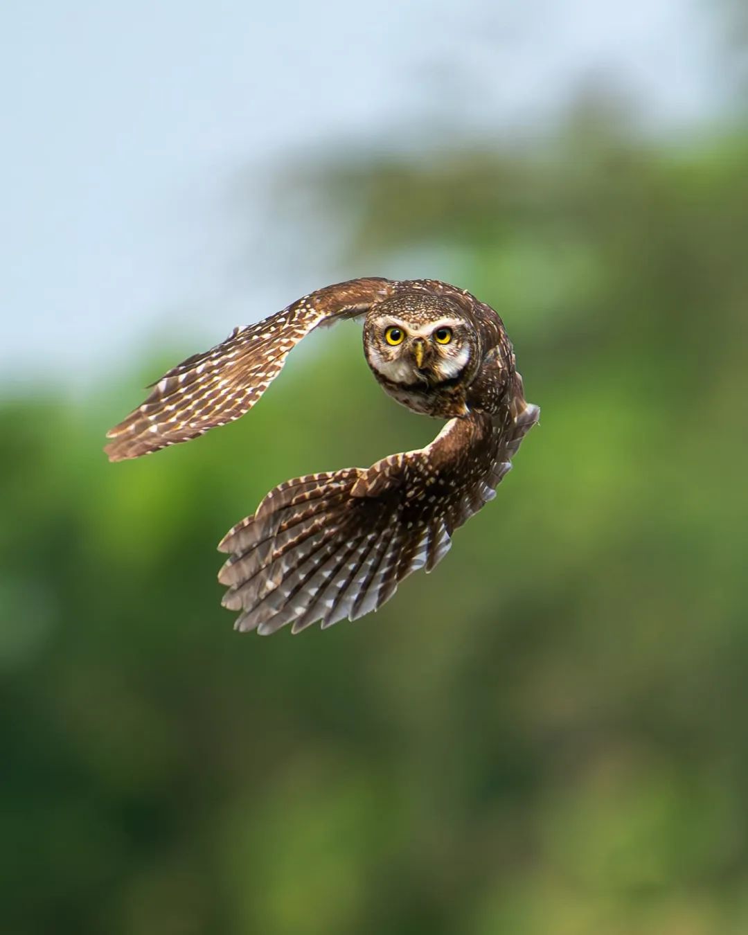 Spotted owlet