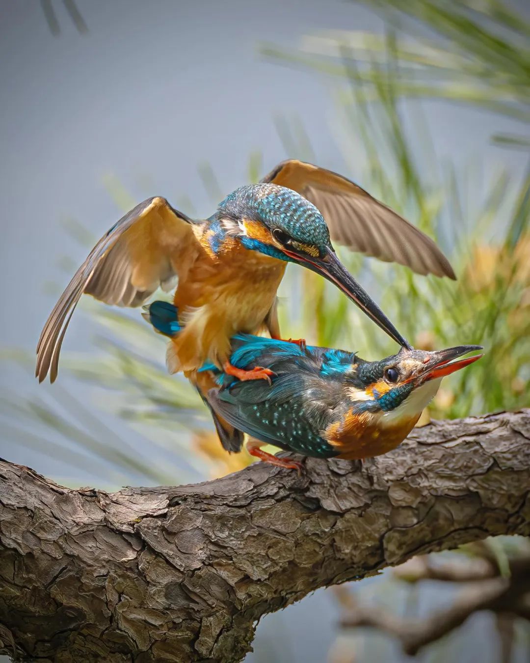 Common kingfisher▲