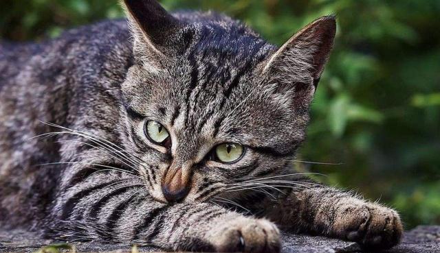 10 ways cats hate their owners