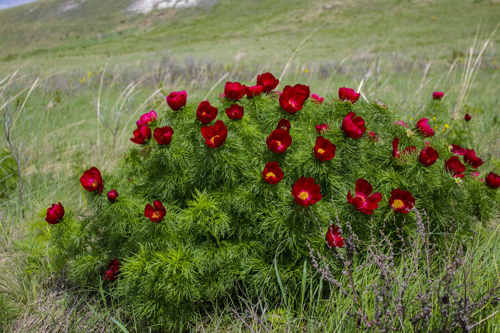 Fern-leaf Peony (Paeonia tenuifolia): The Scarlet Jewel of the Steppe