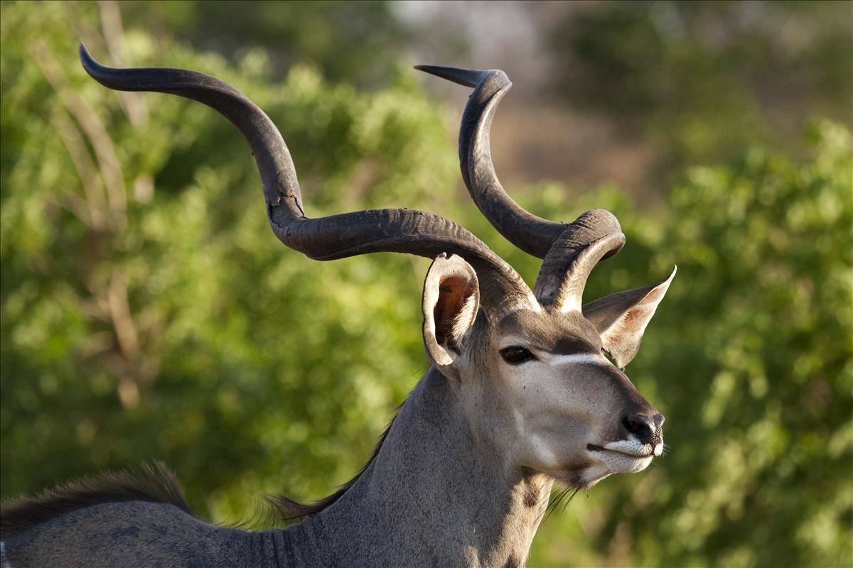 The world's top ten most beautiful antelopes