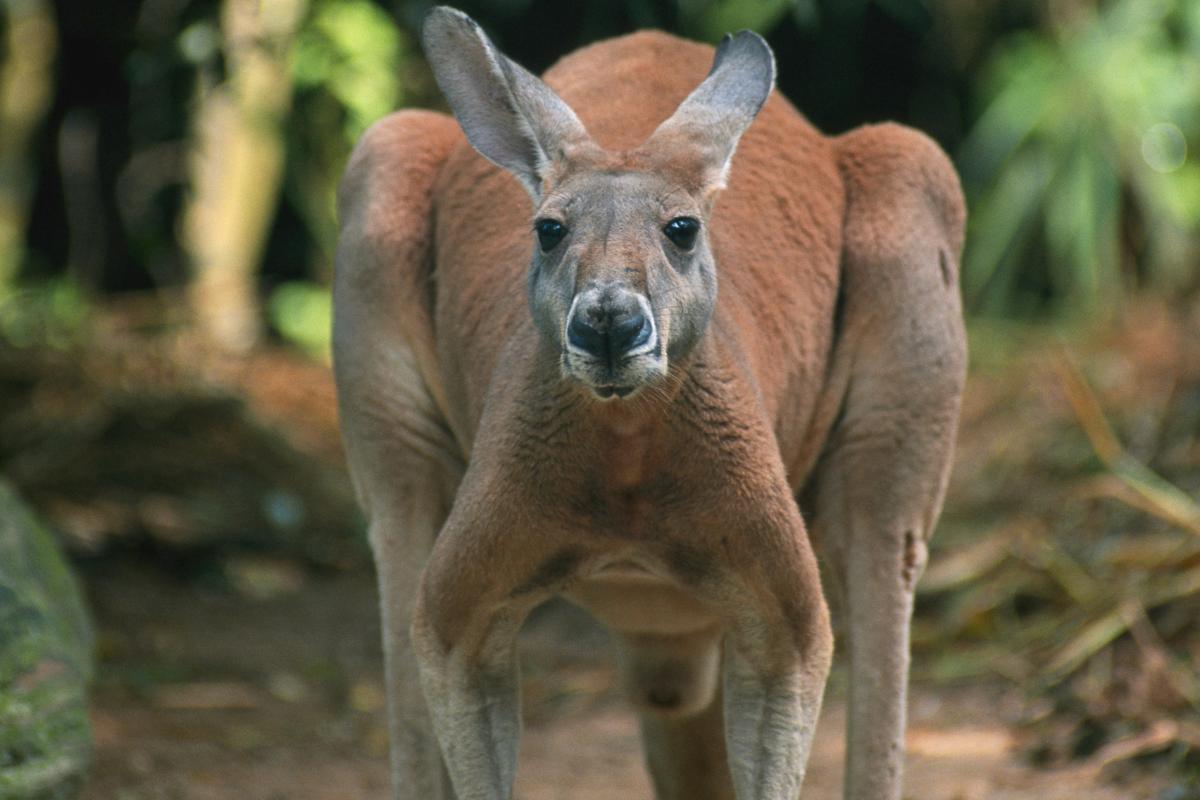 Types of kangaroos