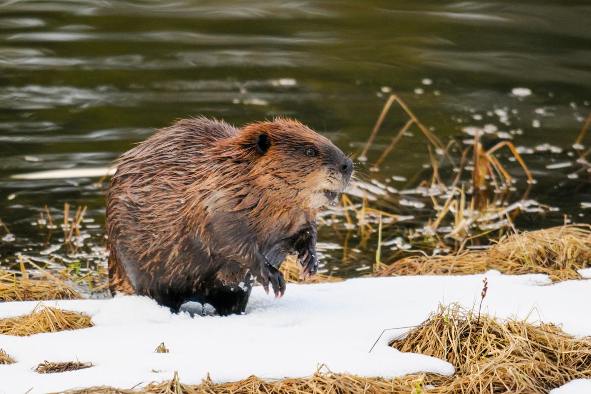 Types of beavers