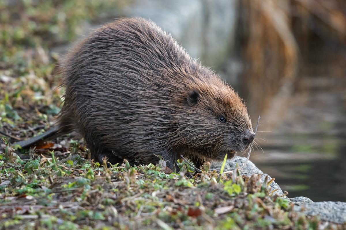 castor_euroasiatico_5324_2_orig.jpg