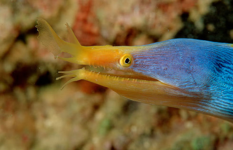 Top 10 most mysterious marine animals in the world