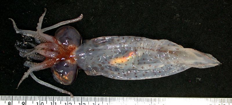 55.jpg