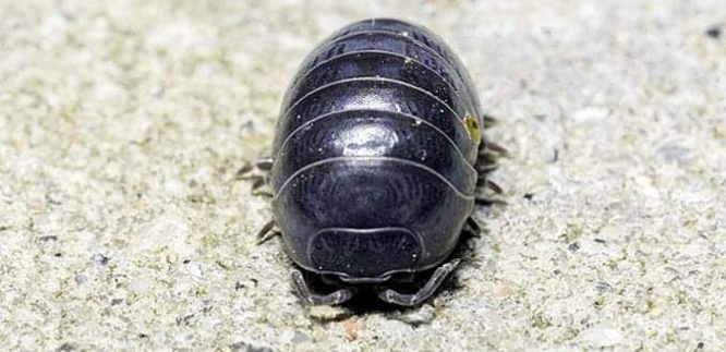Meet the pill bug
