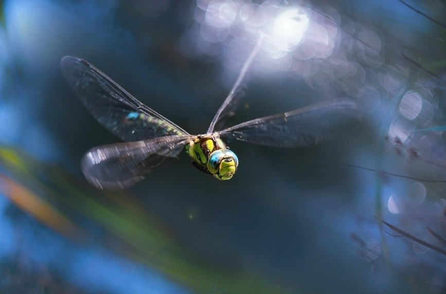 The secret of dragonflies' ability to hover in the air
