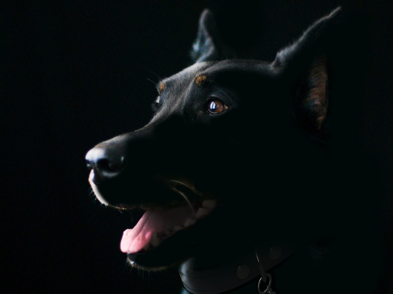 Why are dogs not a separate species? About species and subspecies