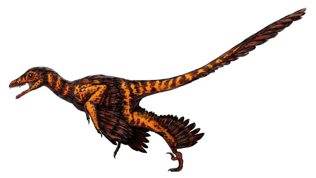 Weird! Feathers didn't originally evolve for flight