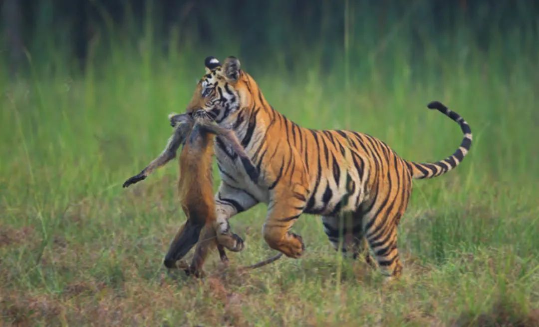 What does a tiger eat? Will it be eaten by other animals?