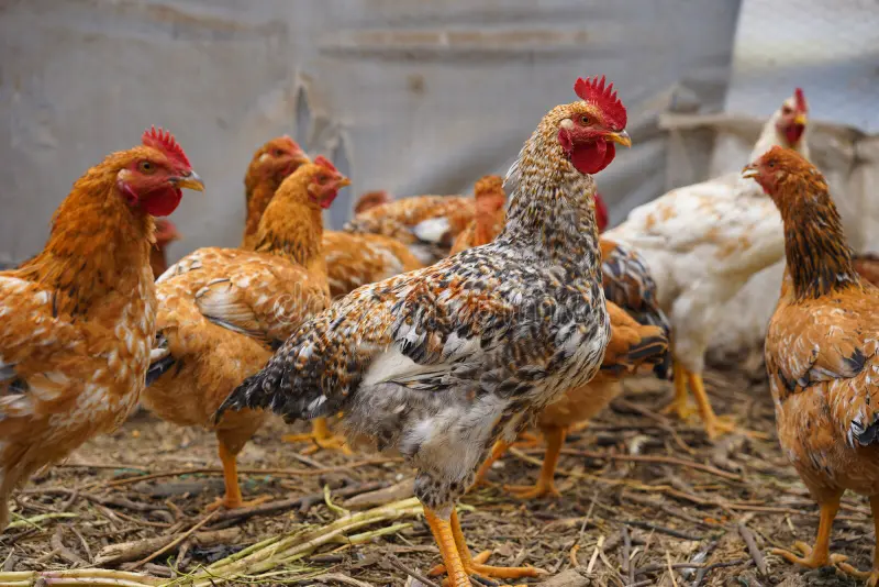 China's top ten famous chickens
