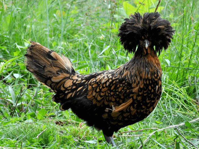 The world's top ten most expensive chickens