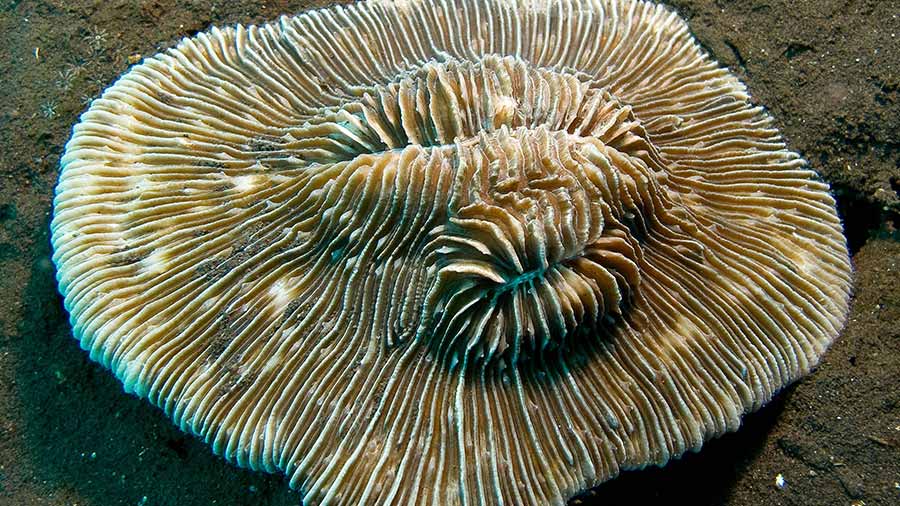 Mushroom Coral - Pleuractis paumotensis