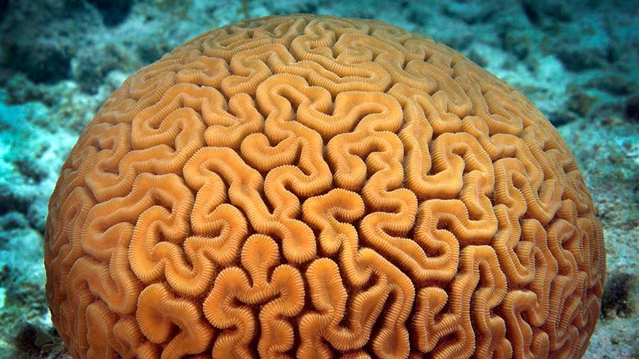 Grooved Brain Coral - Diploria labyrinthiformis
