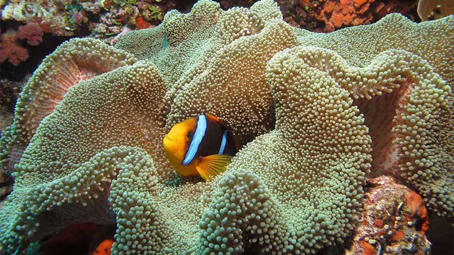 Saddle Carpet Anemone - Stichodactyla haddoni