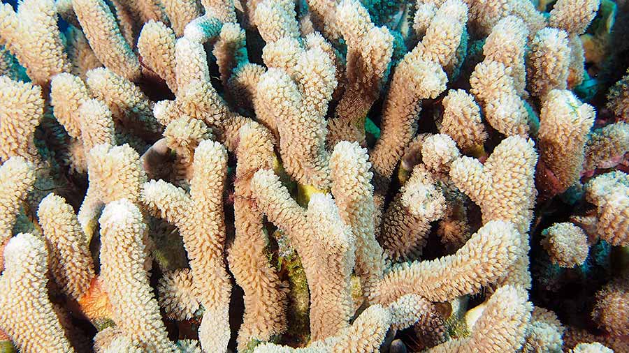 Branched Finger Coral - Porites furcata