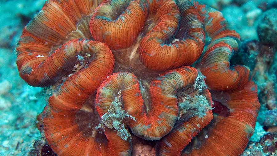 Open Brain Coral - Trachyphyllia geoffroyi