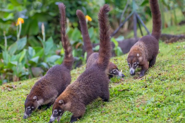 Top 10 representative animals in South America
