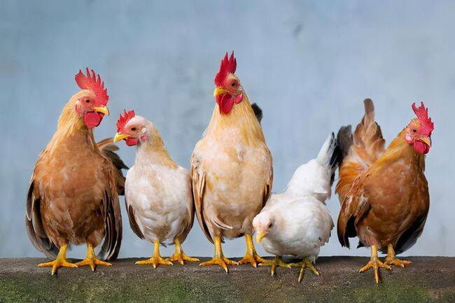 chicken-lifespan.jpg
