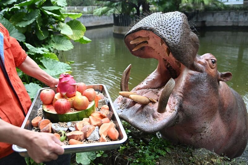 What Do Hippos Eat? — A Scientific Look at the Diet of the River Giant